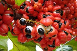 guaraná