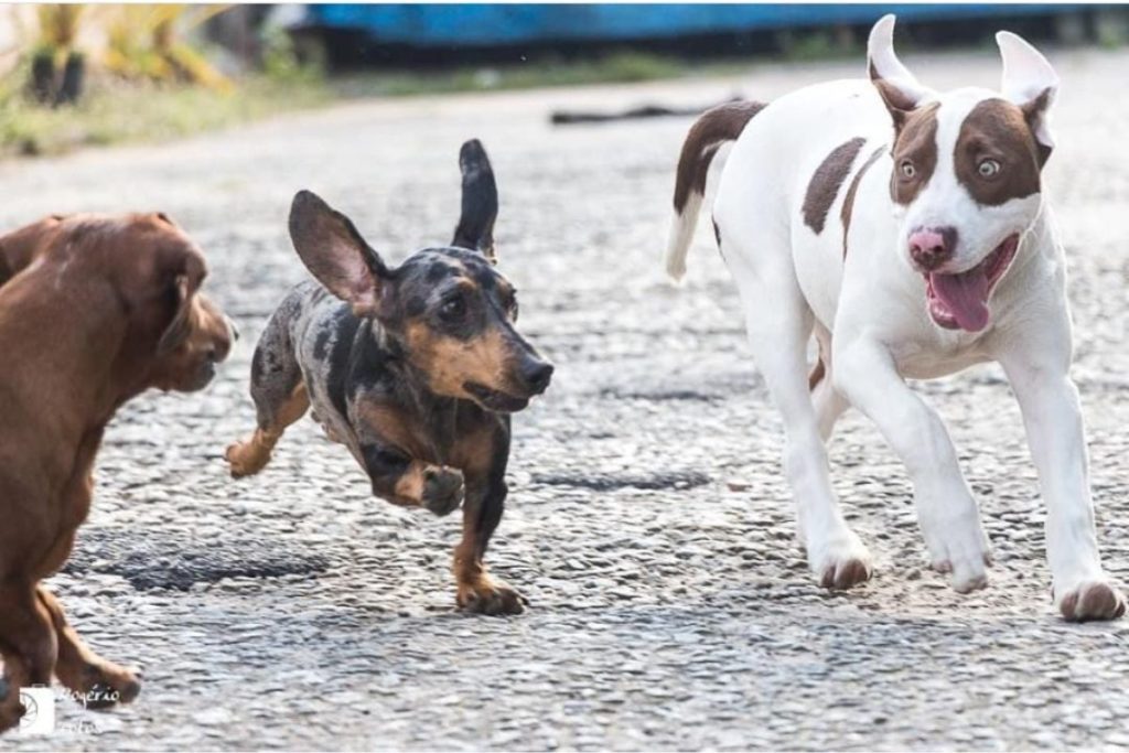 Os passeios ao ar livre são uma ótima maneira de socializar seu pet com outros animais e pessoas. 