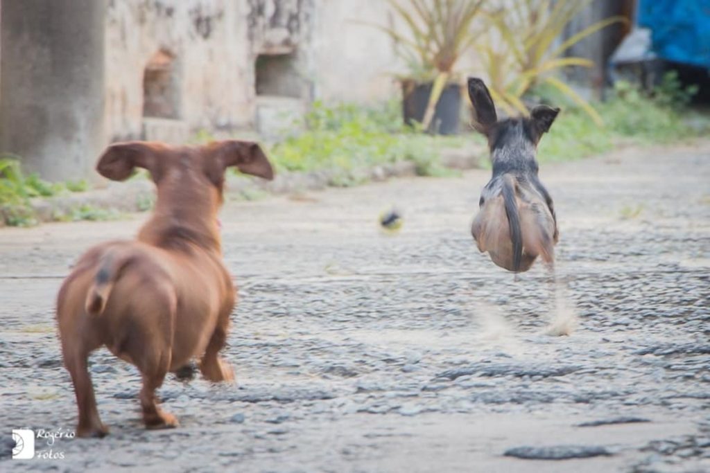 Os passeios ao ar livre são uma excelente forma de garantir que seu pet receba o exercício físico necessário para se manter saudável. 