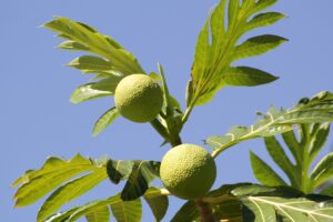 O Segredo da Fruta-pão